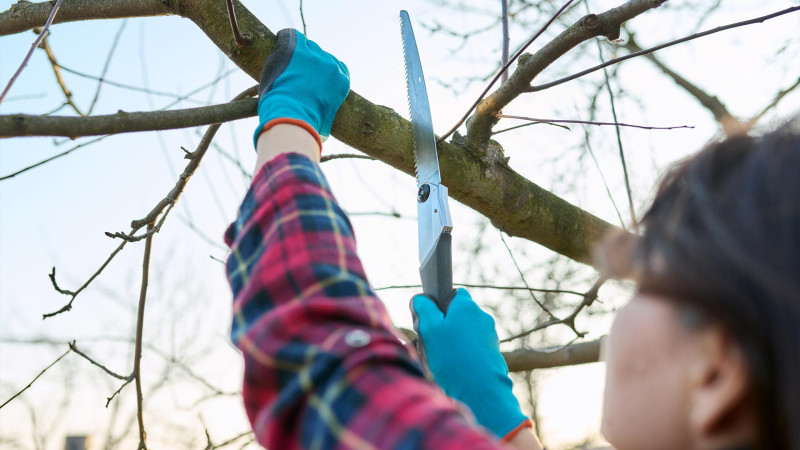 Cəlilabad, Lerik və Bakıda qanunsuz ağackəsmə faktları aşkarlanıb