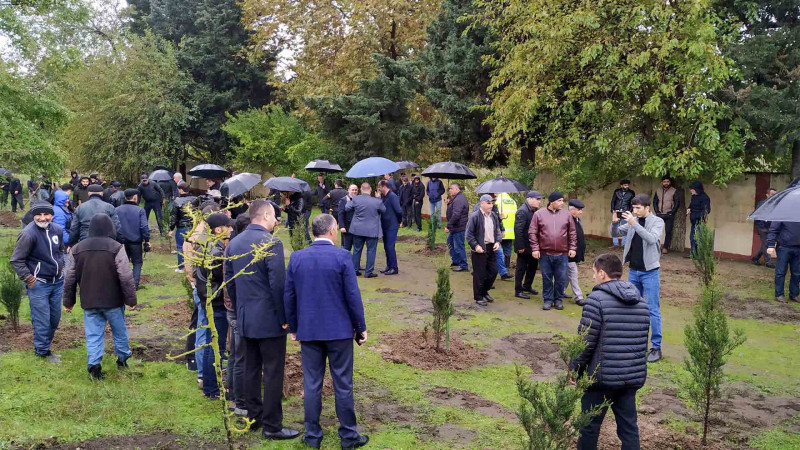 Lənkəranda ağacəkmə aksiyası çərçivəsində 60 sərv ağacı əkilib