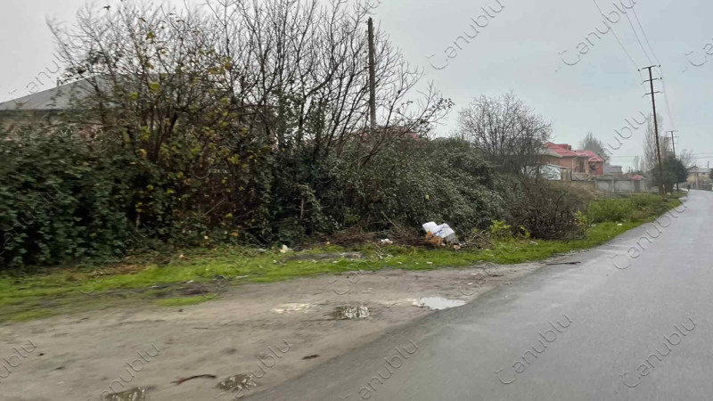 Lənkəranda kanalın üstündə cəngəllik əmələ gəlib