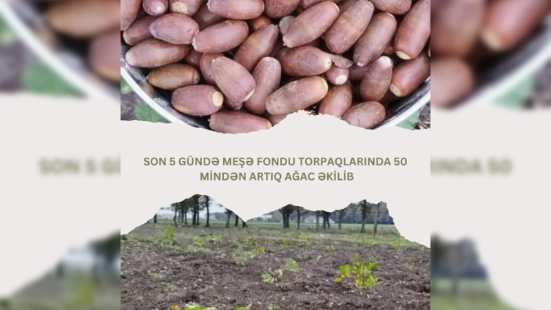 Cənub meşəliklərində yeni ağaclar əkilib