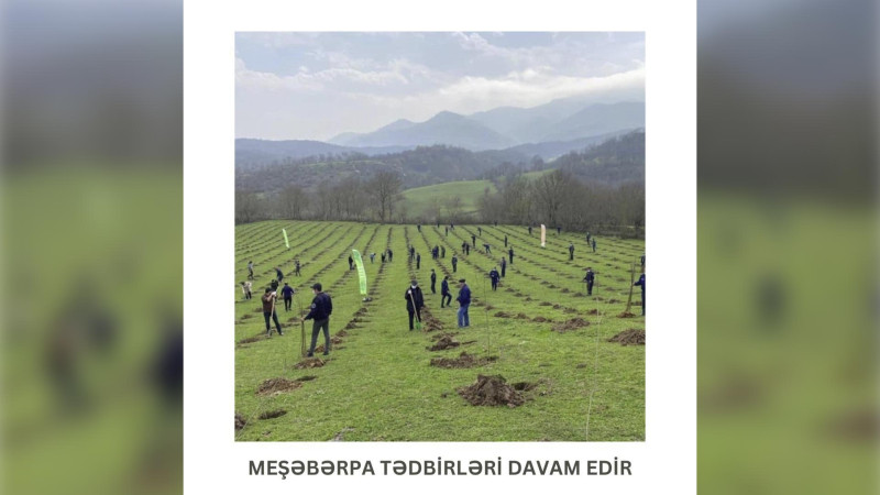 Lənkəranda meşəbərpa tədbirləri davam edir