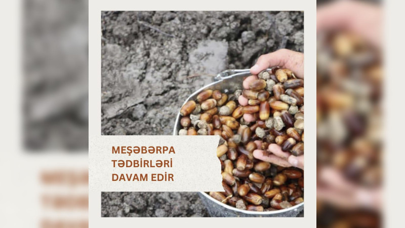 Lənkəranda açıq və seyrək meşə fondu torpaqlarında ağac əkilib