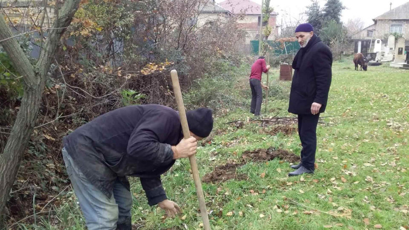 Masallı: bir sıra kəndlərdə ağac əkilib