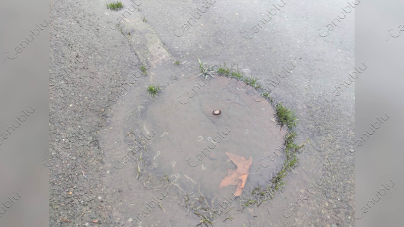 Lənkəranı qurd basıb