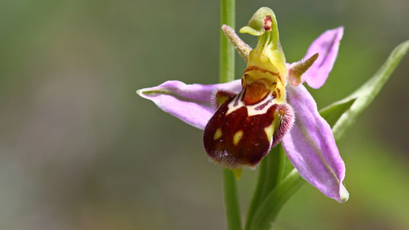 Qarabağın simvolu olan Xarıbülbül Cənub bölgəsində