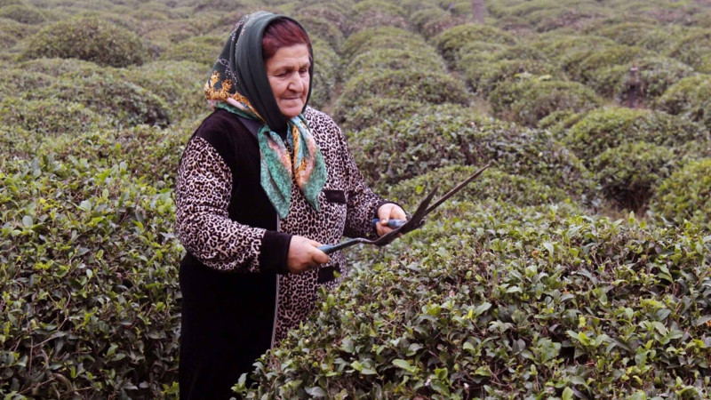 Uşaqlıqdan çayçılığın sirlərinə yiyələnən Şinanaz xanım