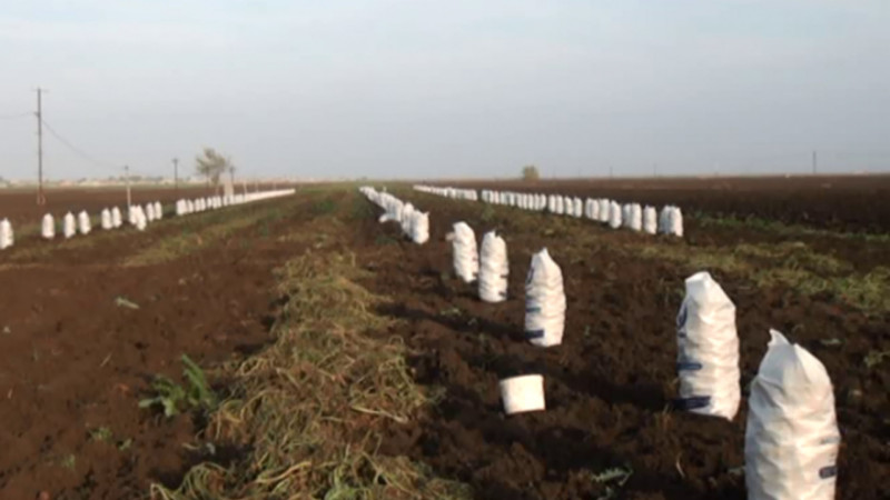 Cəlilabadda payızlıq kartof yığılır