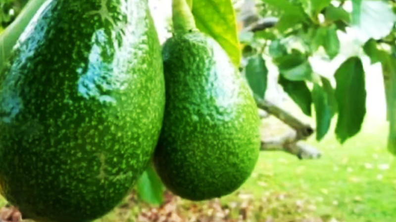 Astarada ekzotik meyvələrin yetişdirilməsinə start verilib