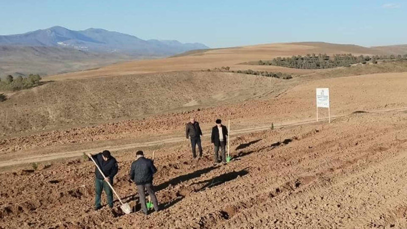 Masallıda meşəbərpa tədbirləri bayram günlərində də davam edir