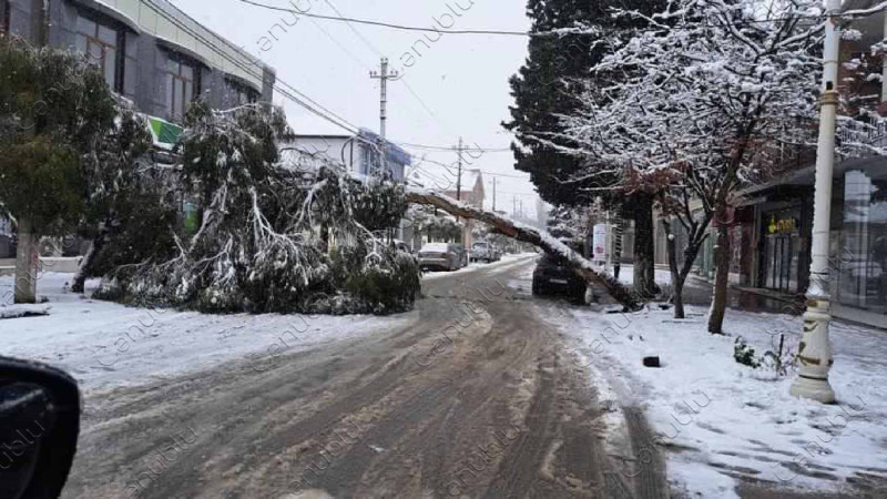 Lənkəranın mərkəzi küçəsində ağac aşıb: ərazidə hərəkət dayanıb