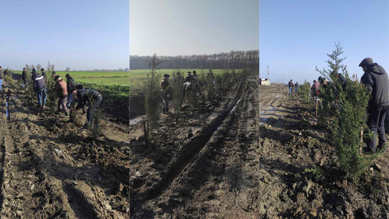 Masallıda zibil poliqonunda ağaclar əkilib