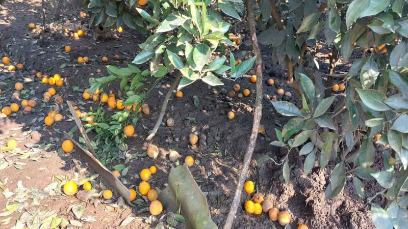 Astarada sitrus bağlarını şaxta vurub