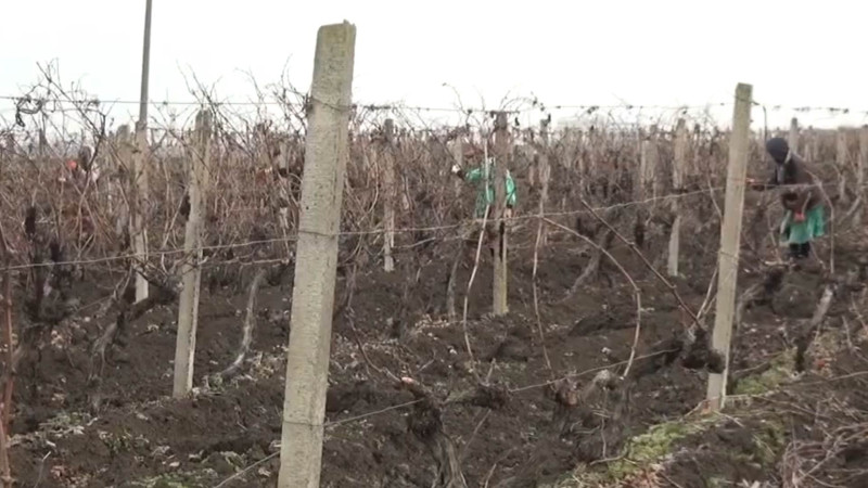 Üzümü ilə məşhur olan Cəlilabadda quru budama işlərinə başlanılıb