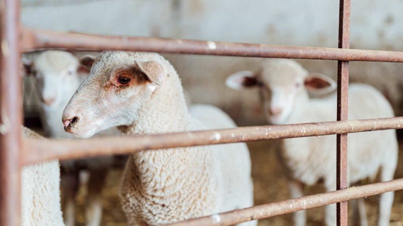 Masallıda qoyun oğruları saxlanılıblar