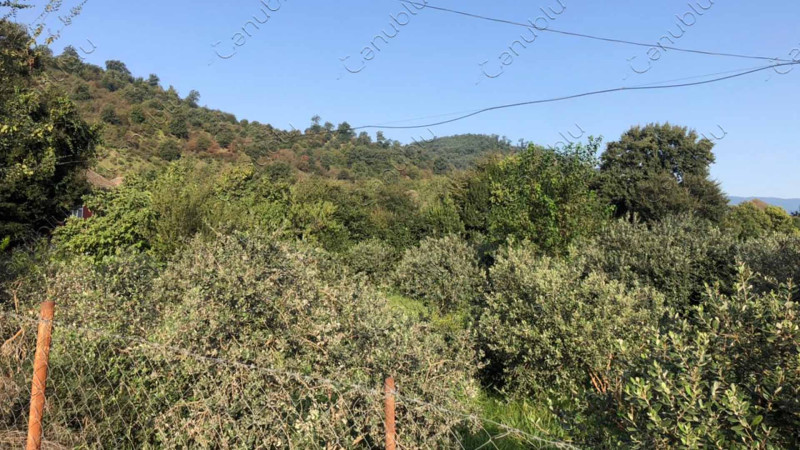 Əli şah adlı hökmdarla bağlı adlandırılan Alaşa kəndi