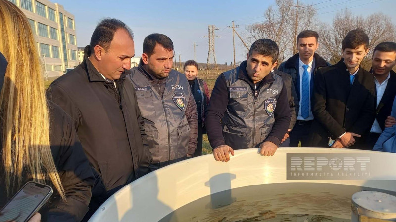 Viləş çayına 87 min körpə balıq buraxılıb
