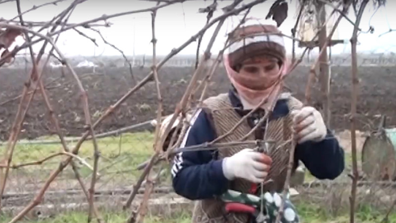 Cəlilabadda üzüm bağlarında budama işlərinə yekun vurulub