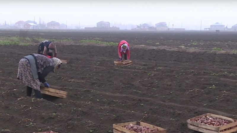 Masallıda 1000 hektar sahədə kartof əkiləcək