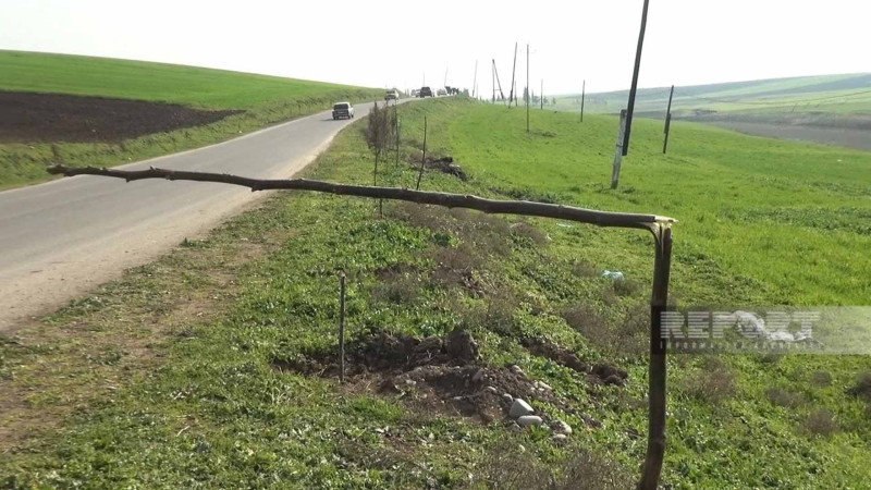 Cəlilabadda əkilən ağaclar kütləvi şəkildə məhv edilib
