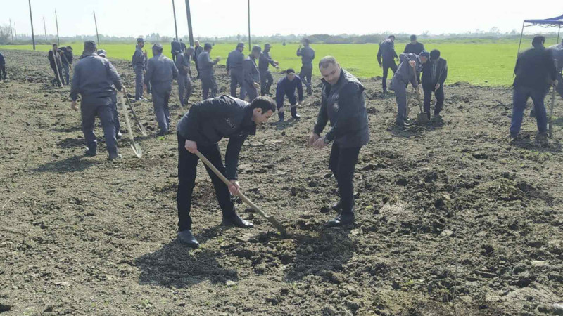 Masallıda ağacəkmə aksiyaları davam etdirilir