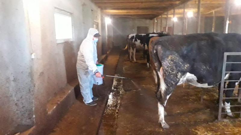 Masallıda heyvanların sağlam olmaları istiqamətində tədbirlər görülüb