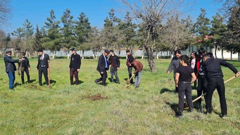 Masallıda ağacəkmə aksiyası davam edir
