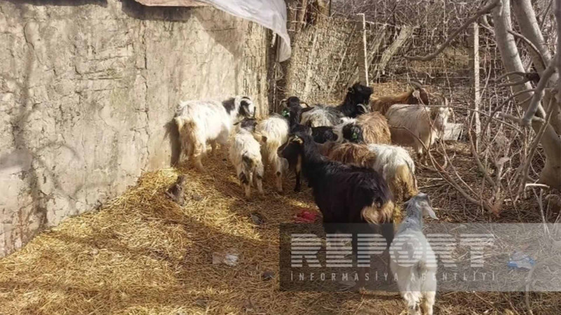 Cəlilabad sakini ona verilən keçilərin xəstə olduğunu iddia edib