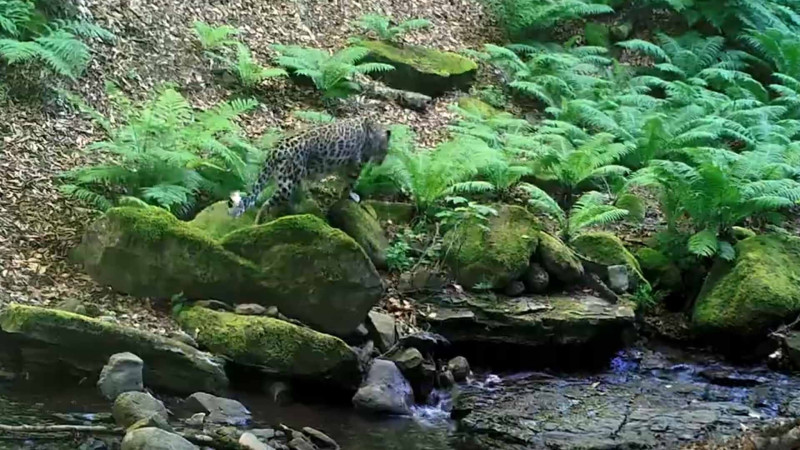Azərbaycanın ən qədim qoruqlarından biri: Hirkan Milli Parkı