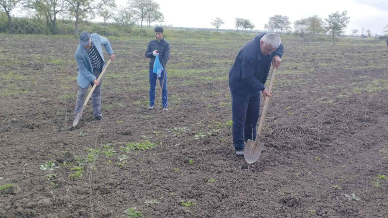 Masallıda suvarma işləri həyata keçirilib