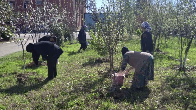 Masallıda iməcilik təşkil olunub