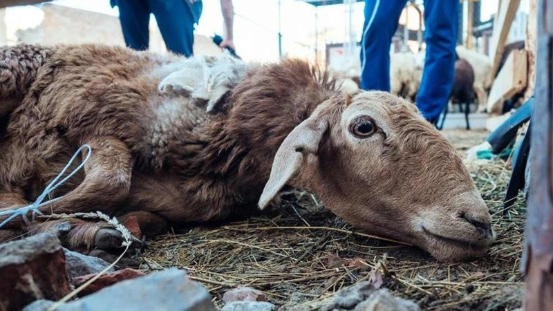 Masallıda növbəti ət kəsimi obyekti cərimələnib