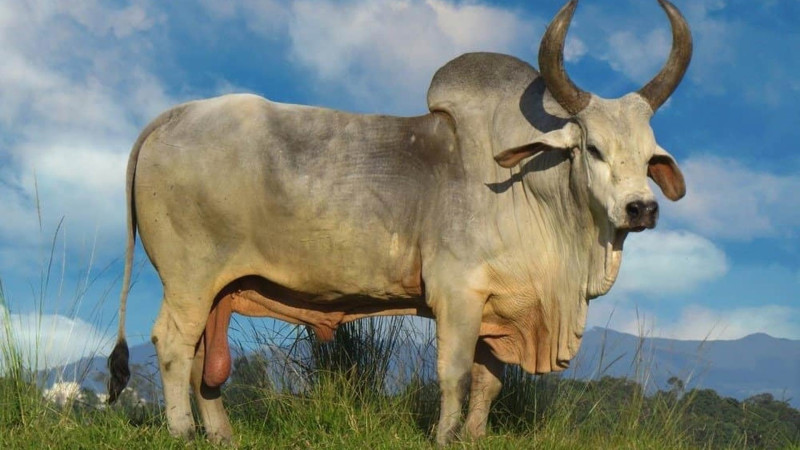 Azərbaycanda zebunun yetişdirildiyi ilk və yeganə yer