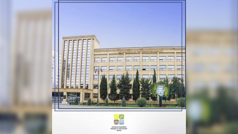 Masallıda qanunsuz ağac kəsiminin qarşısı alınıb