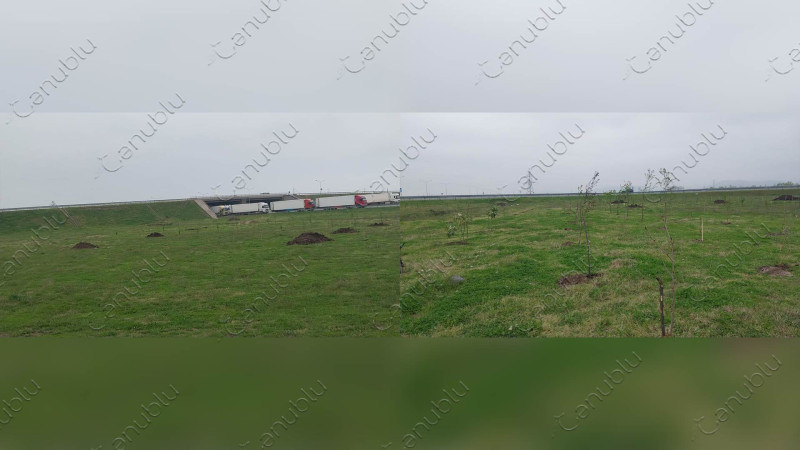 Ərçivan qəsəbəsində ağacəkmə aksiyası keçirilir