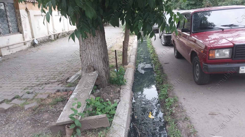 Lənkəran: bu küçənin xəndəklərində əncir ağacı bitib