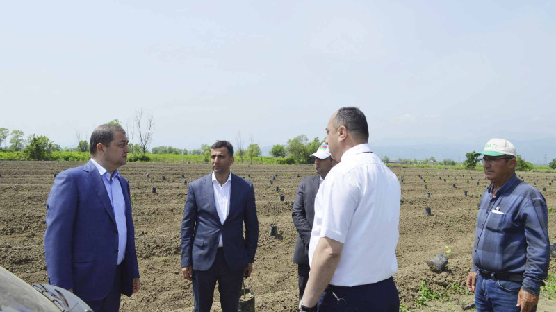 Astara icra başçısı Qəzənfər Ağayev yeni salınmış sitrus meyvə bağında olub