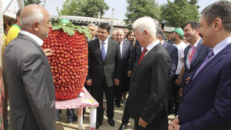 Cəlilabadda Çiyələk festivalı başlayıb