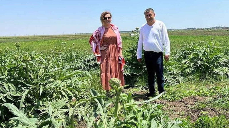 Cəlilabadda ənginar yetişdiyini bilirdinizmi?