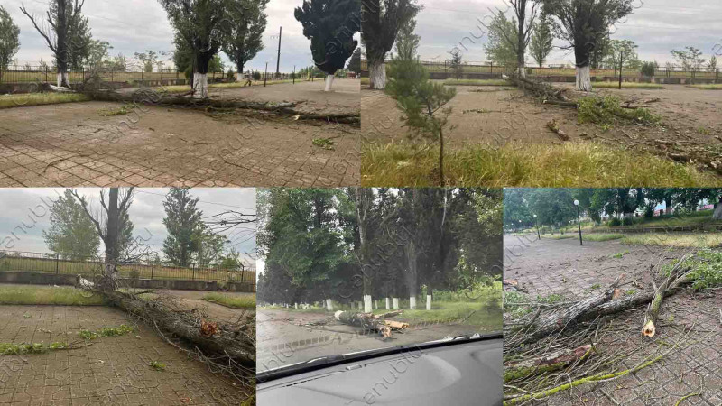 Lənkəranda yerləşən “Sahil” parkında ağaclar aşıb