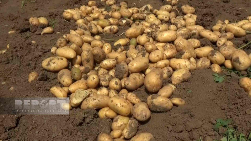 Cəlilabadda kartofun qiyməti kəskin şəkildə ucuzlaşıb