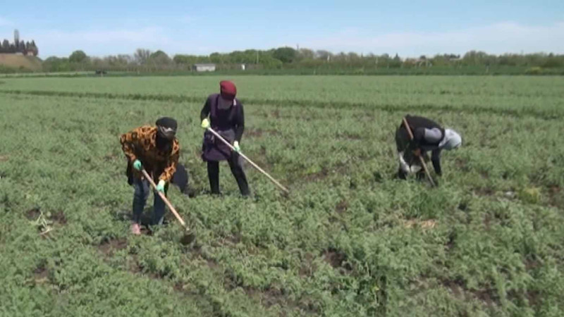 Cəlilabadda paxlalı bitkilər istehsalı pik həddə çatıb