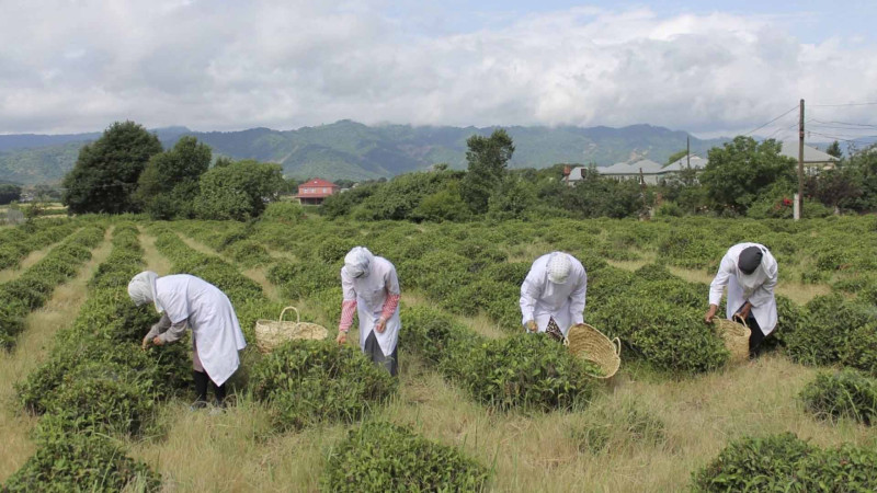 Masallıda 12 tona yaxın yaşıl çay yığılıb