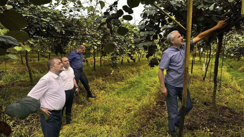 Qəzənfər Ağayev Şahağac kəndi ərazisində yerləşən kivi bağı ilə tanış olub