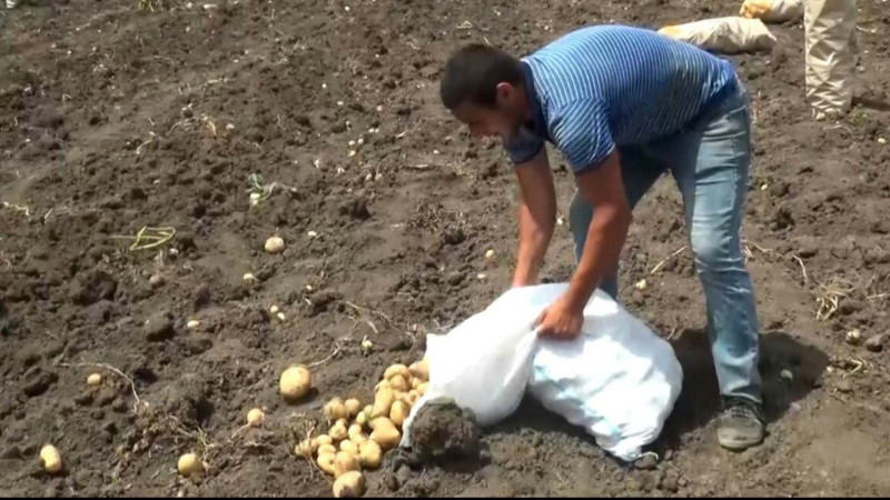 Cəlilabad fermerləri çətin durumda: alıcı olmadığına görə onlar məhsul yığmırlar