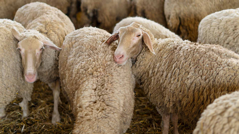Qurban bayramında xüsusi satış və kəsim yerləri açılacaq