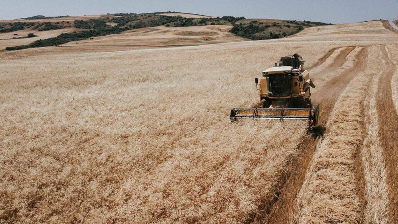 Lənkəranda buğda və arpa biçininə start verilib