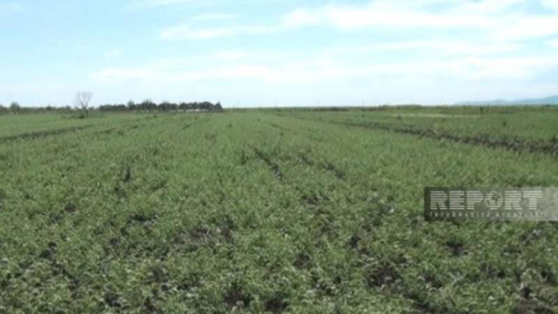 Cəlilabadda fermerlər suvarma ilə bağlı problem yaşayırlar