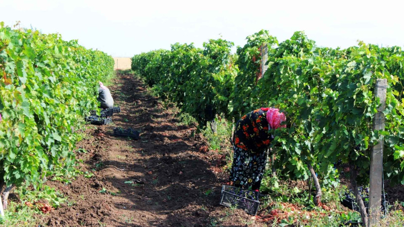 Cəlilabadda üzüm mövsümü başlayıb