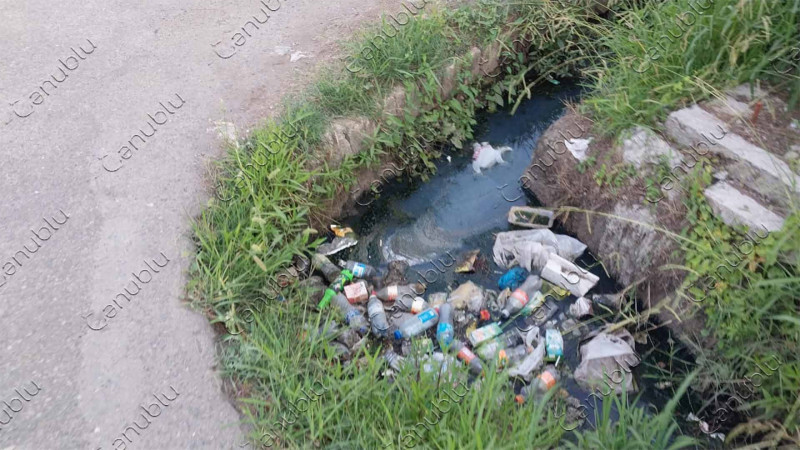 Lənkəranın Nizami küçəsinin xəndəklərini ot basıb