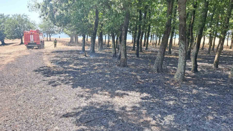 Masallıda meşə massivində yanğın baş verib